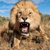 Lions